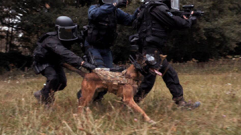 k9 vision system - equipement cyno pour brigade canine