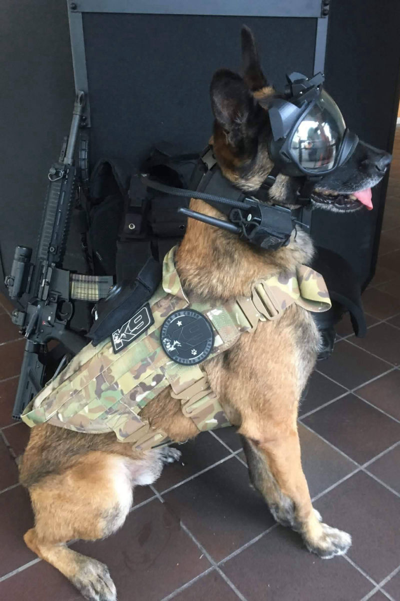 camera pour chien militaire et brigade canine