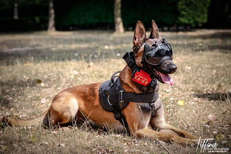 Equipement militaire pour brigade canine