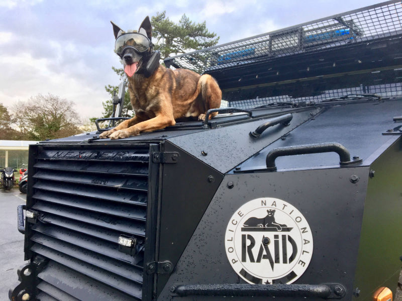 fusil au raid  - equipement cyno pour brigade canine