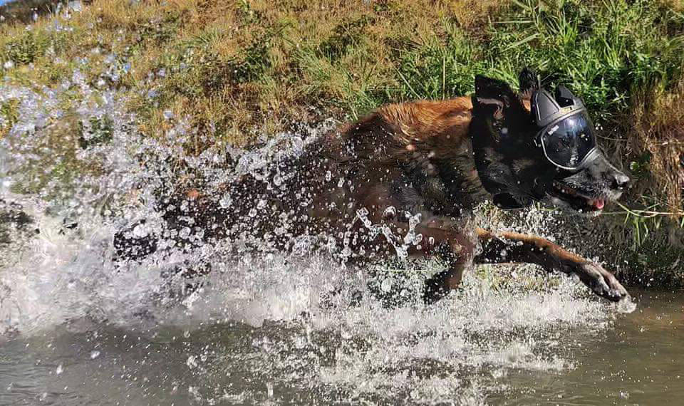 Fusil eau k9 vision system pour chiens et brigade canine