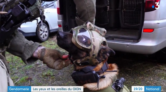 France info la nouvelle arme canine et connectée de la police vaudoise