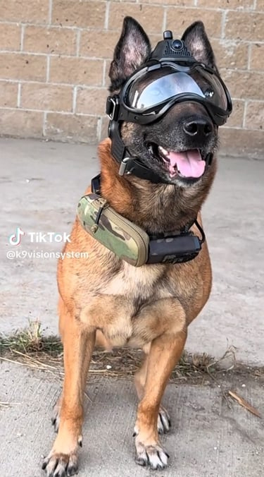 Argos K9 - brigade canine et cyno