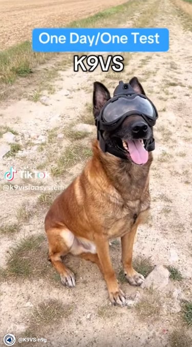 Argos K9 - brigade canine et cyno