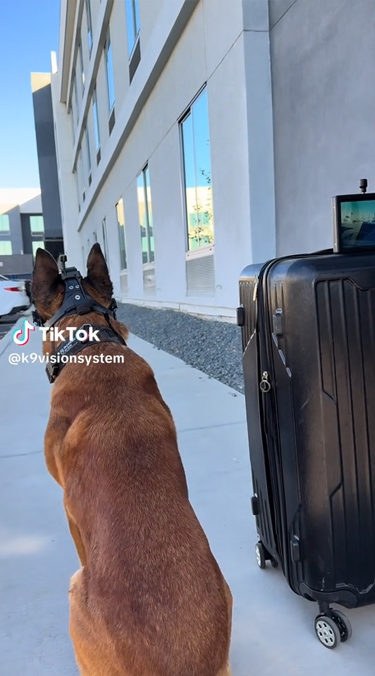 Argos K9, pour chiens et brigade canine, cyno