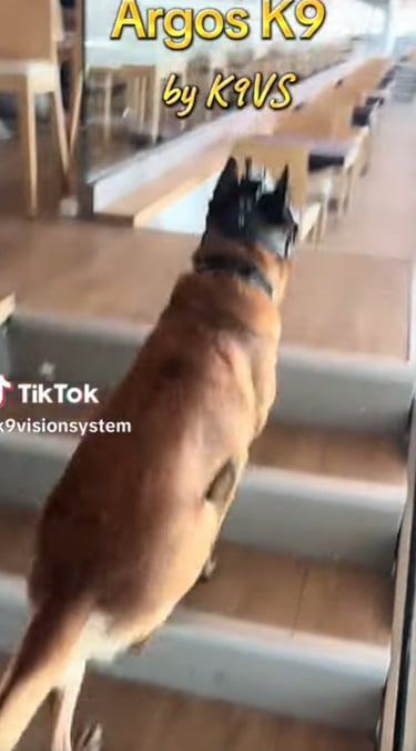 TF1 14 juillet vision system - brigade canine et cyno 14 juillet 